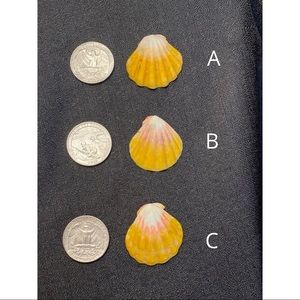 Sunrise shells lot of 3🌞